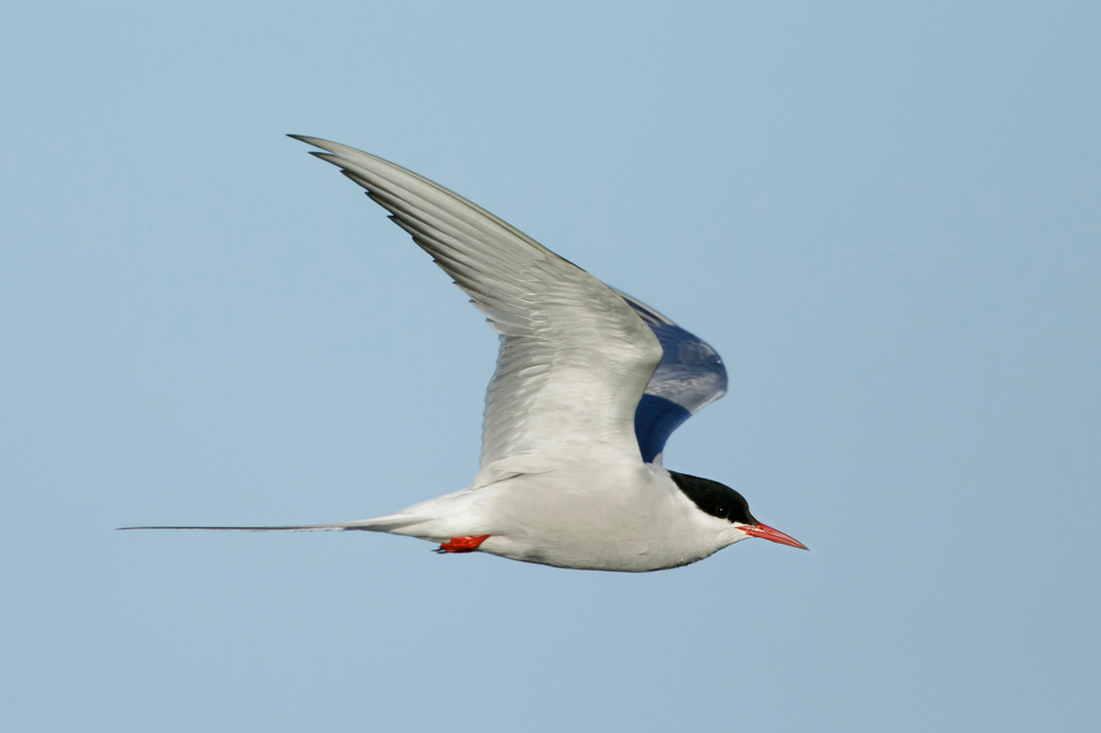 An adult Arctic tern flying against a blue sky
