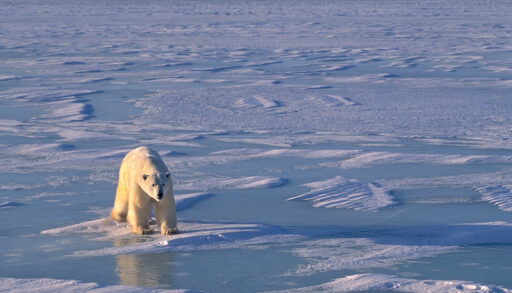 A polar bear walking in Hudson's Bay