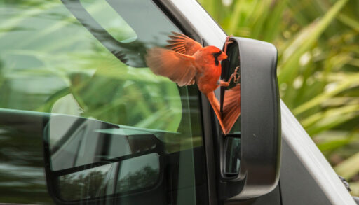 A cardinal attacking its reflection in a car mirror