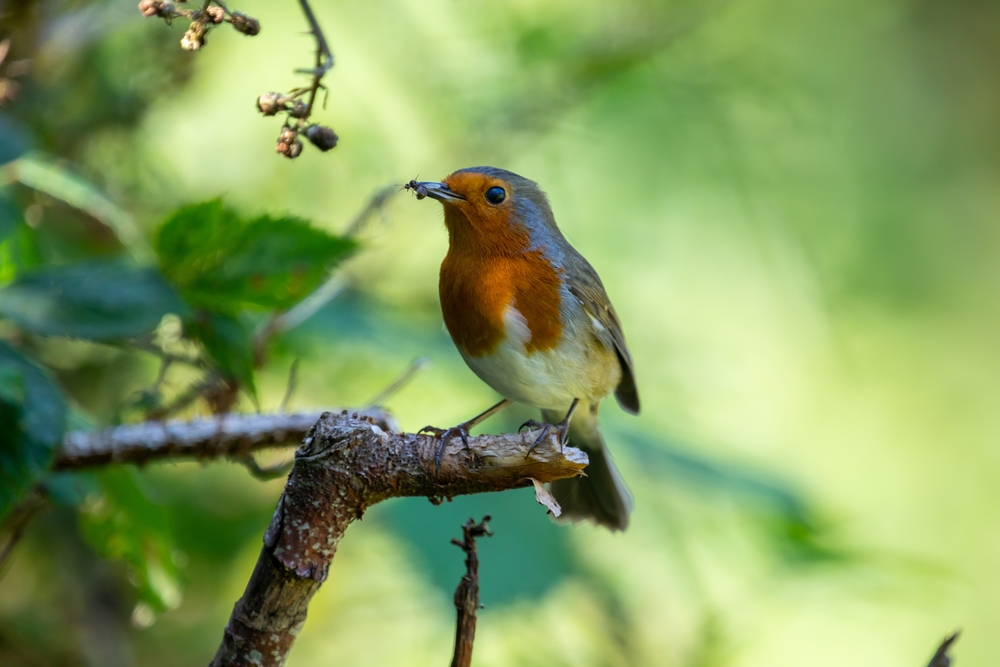 A robin holding an ant in its beak
