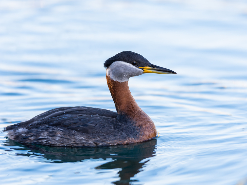 A red-necked grebe floating on the water