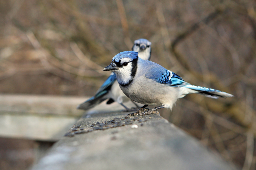 Two blue jays perched on a railing
