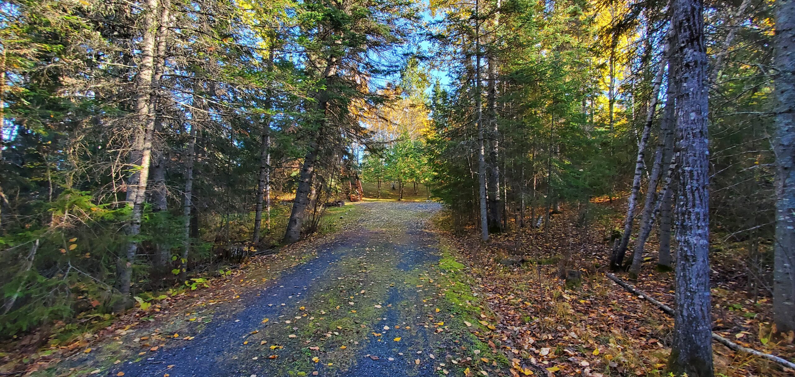 A long, wide driveway gravel driveway, with tall trees on either side.