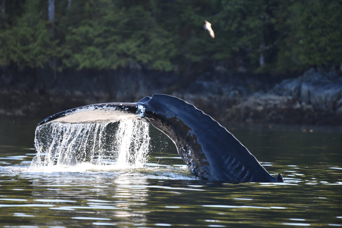 A whale's tail arcing out of the water