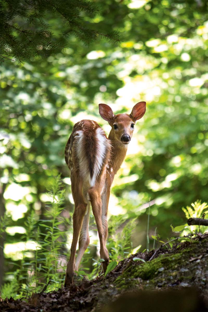 A baby deer, photo taken from behind, in a forest