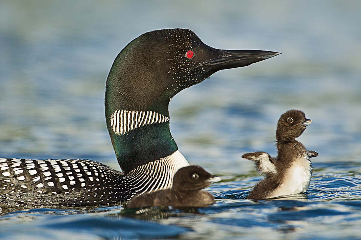 An adult loon and two chicks