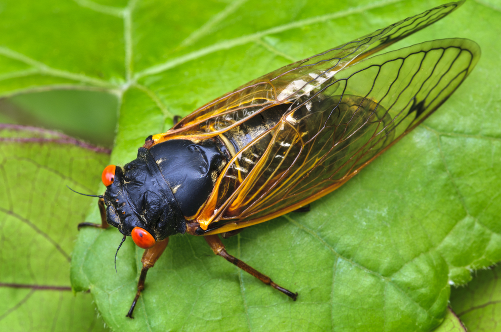 A periodical cicada perched on a leaf