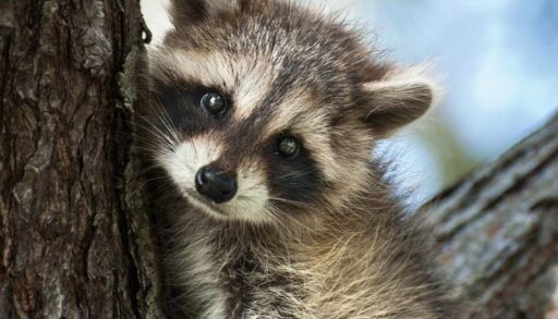A baby raccoon in a tree