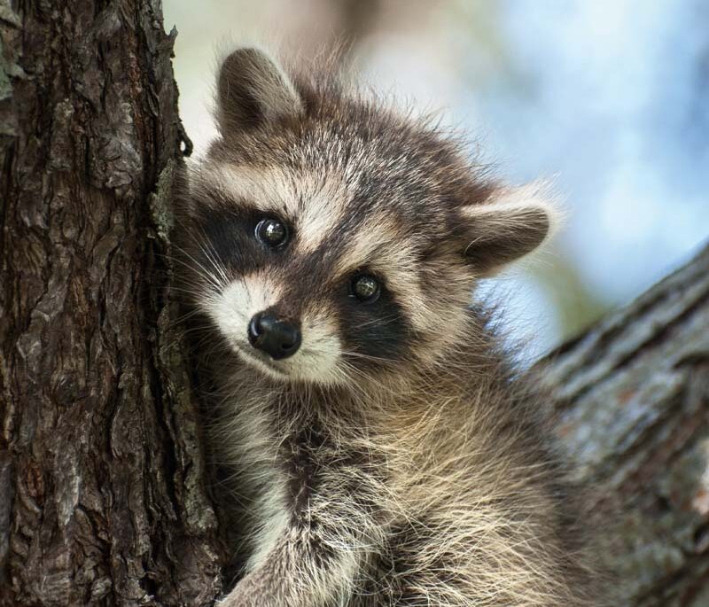 A baby raccoon in a tree