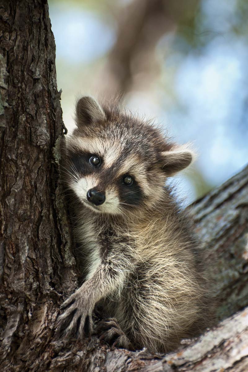A baby raccoon clinging to a tree